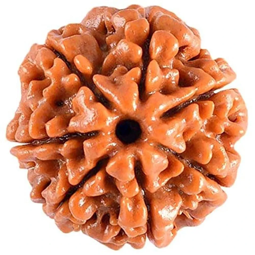 5 Mukhi Rudraksha Original Certified Bead | Natural Nepali 5 Mukhi Rudraks For Meditation And Prayer, Protection, Chakra Balancing And Diy Pooja Supplies